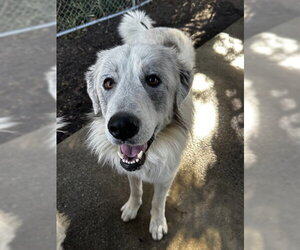 Great Pyrenees-Unknown Mix Dogs for adoption in North Myrtle Beach, SC, USA