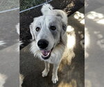 Small Great Pyrenees Mix