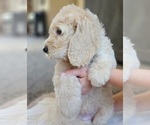 Small #7 Goldendoodle