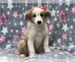 Small #3 Australian Shepherd