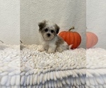 Small Photo #5 Havanese Puppy For Sale in MARTINSVILLE, IN, USA