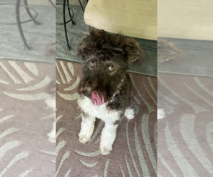 F2 Aussiedoodle Puppy for sale in BOWDON, GA, USA