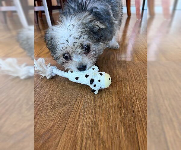 Medium Photo #9 Maltipoo (Miniature) Puppy For Sale in Pacifica, CA, USA