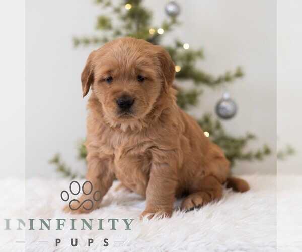 Medium Photo #1 Golden Retriever Puppy For Sale in NEWPORT, PA, USA