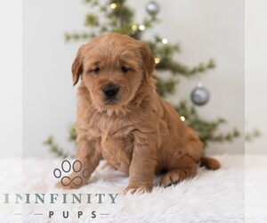 Golden Retriever Puppy for sale in NEWPORT, PA, USA