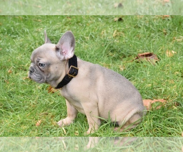 Medium Photo #7 French Bulldog Puppy For Sale in MARYSVILLE, WA, USA