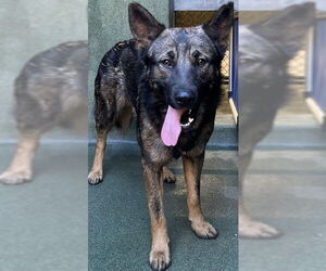 German Shepherd Dog Dogs for adoption in Downey, CA, USA