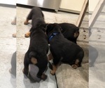 Small #24 Rottweiler