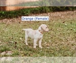 Small Photo #3 Labrador Retriever Puppy For Sale in MOBILE, AL, USA