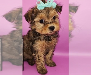 YorkiePoo Puppy for sale in BLUE MOUND, TX, USA