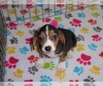 Small Photo #1 Beagle Puppy For Sale in ORO VALLEY, AZ, USA
