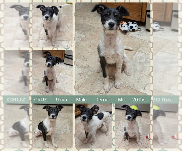 Medium Photo #1 Mutt Puppy For Sale in Mesa, AZ, USA