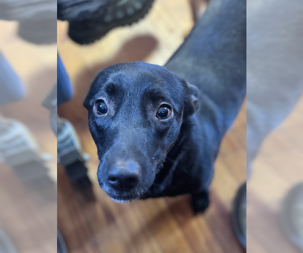 Medium Photo #11 Chiweenie Puppy For Sale in Sebec, ME, USA