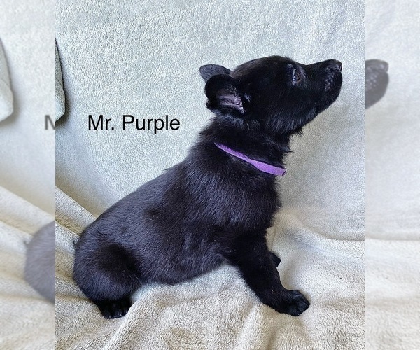 Medium Photo #3 German Shepherd Dog Puppy For Sale in BOKOSHE, OK, USA