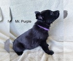 Small #2 German Shepherd Dog