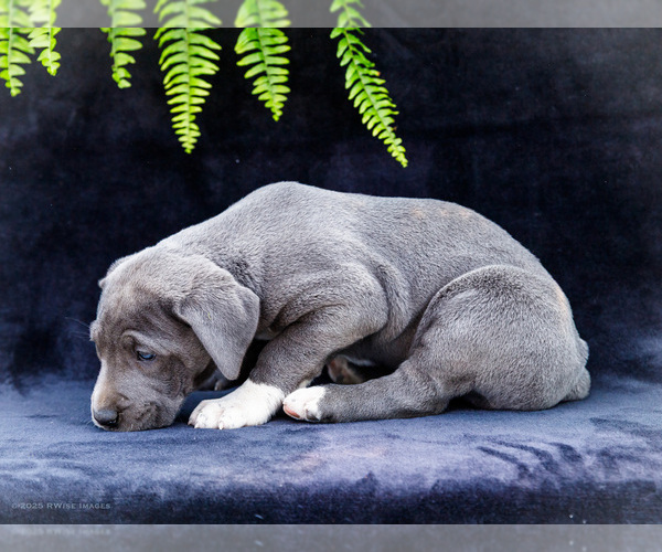 Medium Photo #14 Great Dane Puppy For Sale in WAKARUSA, IN, USA
