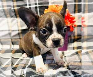 French Bulldog Puppy for sale in DIMONDALE, MI, USA