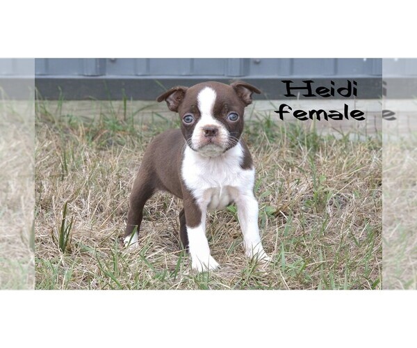 Medium Photo #6 Boston Terrier Puppy For Sale in CLARE, MI, USA