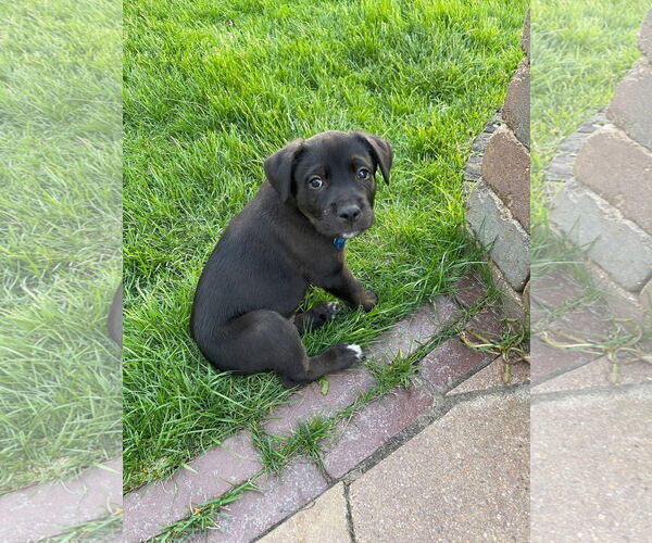 Medium Photo #1 Labrador Retriever-Unknown Mix Puppy For Sale in Plainfield, IL, USA