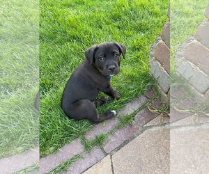 Labrador Retriever-Unknown Mix Dogs for adoption in Plainfield, IL, USA