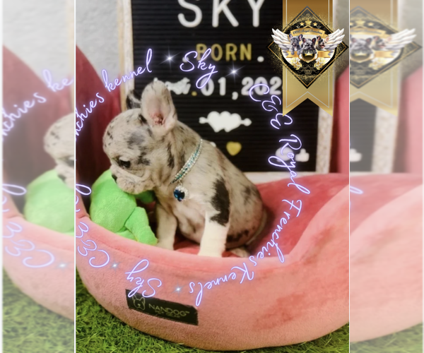 Medium Photo #11 French Bulldog Puppy For Sale in CHARLESTON, SC, USA