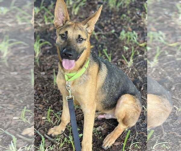 Medium Photo #4 German Shepherd Dog Puppy For Sale in Plantation, FL, USA