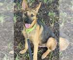 Small #3 German Shepherd Dog