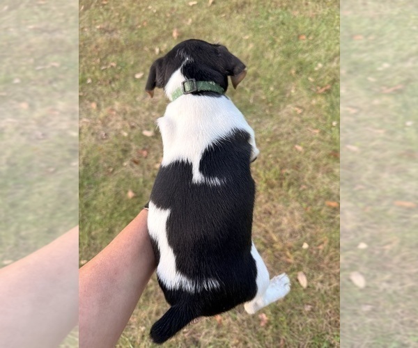 Medium Photo #2 Jack Russell Terrier Puppy For Sale in FREEMAN, MO, USA