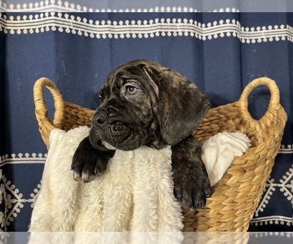 Medium Photo #7 Cane Corso Puppy For Sale in VOLUNTOWN, CT, USA