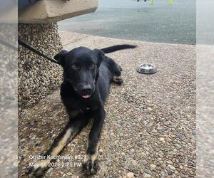 German Shepherd Dog-Unknown Mix Dogs for adoption in San Antonio, TX, USA