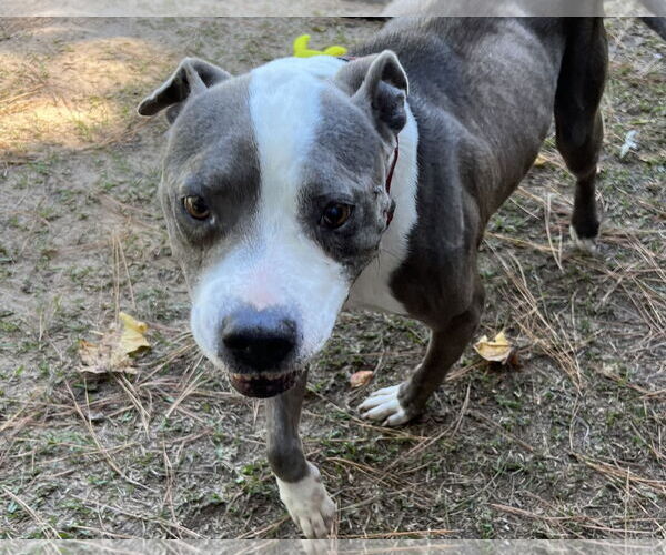 Medium Photo #20 Mutt Puppy For Sale in Garner, NC, USA