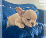 Small Photo #39 French Bulldog Puppy For Sale in CORONA DEL MAR, CA, USA