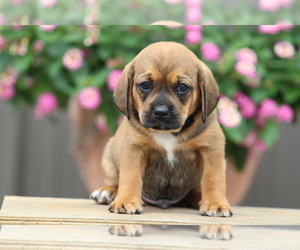 Puggle Puppy for sale in DILLWYN, VA, USA