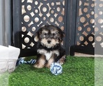 Bear - Male Yo-Chon Puppy for Sale - Small photo