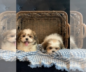 Mal-Shi Puppy for sale in EASLEY, SC, USA