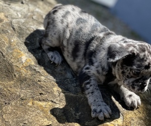 French Bulldog Puppy for sale in HOLLYWOOD, FL, USA