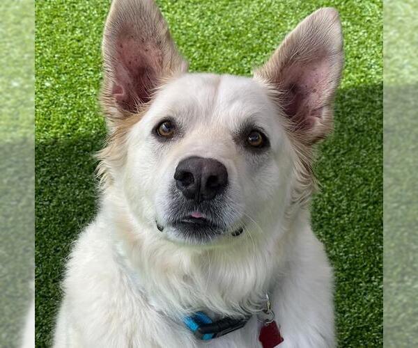 Medium Photo #5 Golden Pyrenees Puppy For Sale in San Diego, CA, USA