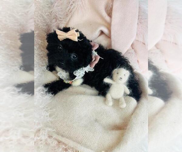 Medium Photo #4 Shih-Poo Puppy For Sale in JACKSONVILLE, FL, USA