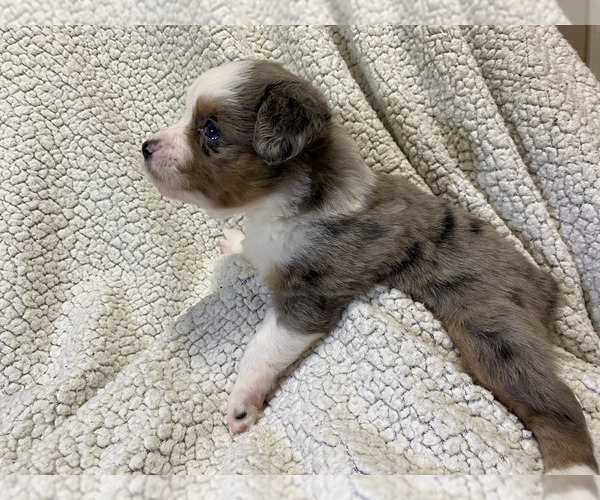Medium Photo #3 Miniature Australian Shepherd Puppy For Sale in HARTFORD, KY, USA