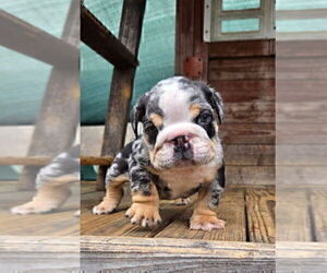 English Bulldog Puppy for sale in UNIVERSAL CITY, CA, USA
