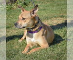 Small #5 American Staffordshire Terrier-Chinese Shar-Pei Mix