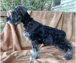 Schnauzer (Miniature) Puppy for sale in RICHMOND, KY, USA