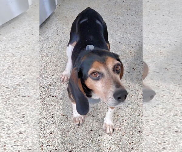 Medium Photo #3 Beagle Puppy For Sale in Tampa, FL, USA