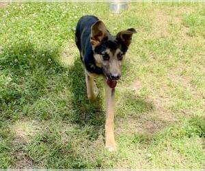 German Shepherd Dog-Unknown Mix Dogs for adoption in Shreveport, LA, USA