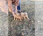 Small Photo #17 Golden Retriever Puppy For Sale in SEMINOLE, TX, USA