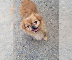 Pekingese Dogs for adoption in Santa Cruz, CA, USA