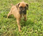 Puppy Blaze Boxer