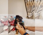 Small Photo #2 Miniature Australian Shepherd Puppy For Sale in JACKSONVILLE, FL, USA