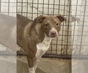 Claire - Female American Staffordshire Terrier-Unknown Mix Dog for Adoption - Photo #6