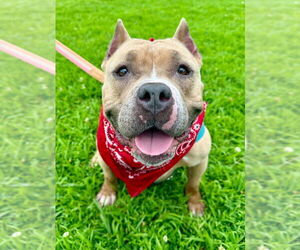 Venus - Female American Staffordshire Terrier Dog for Adoption - Photo #6